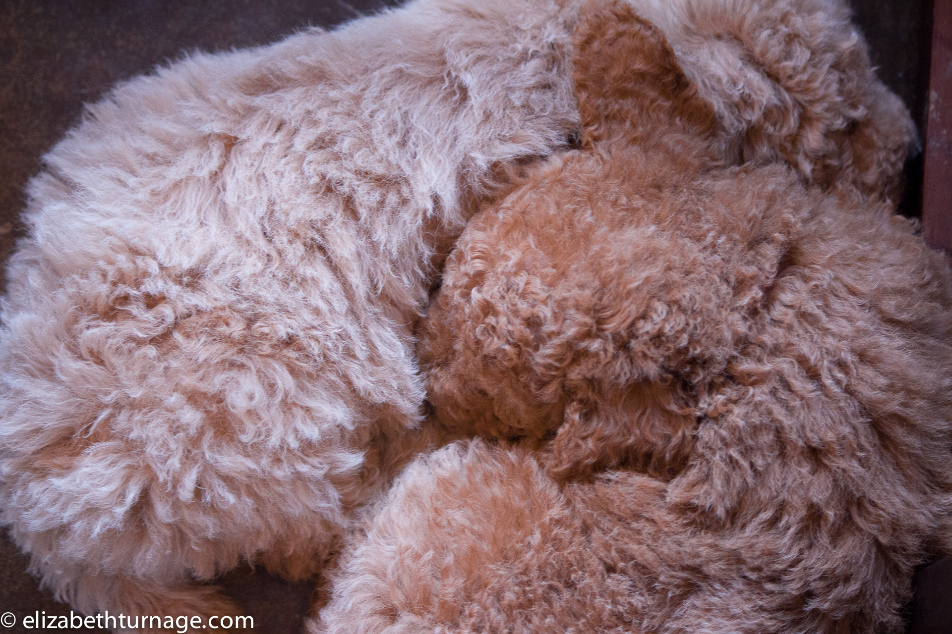 GoldendoodlePuppies