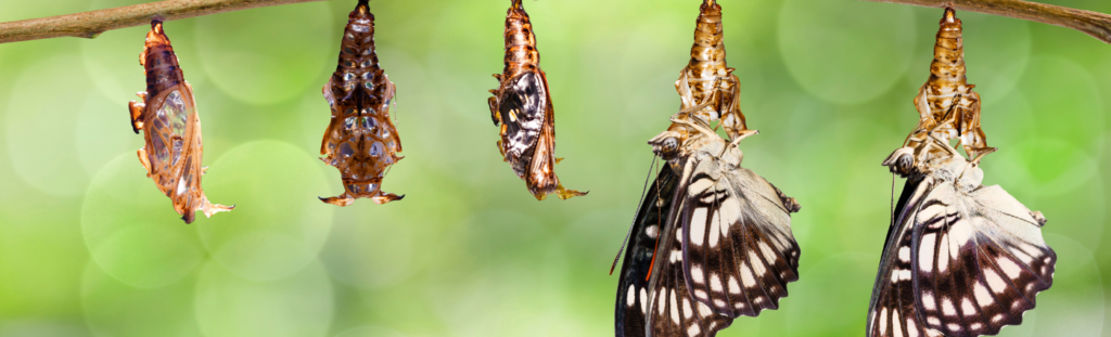 Caterpillar turning into butterfly