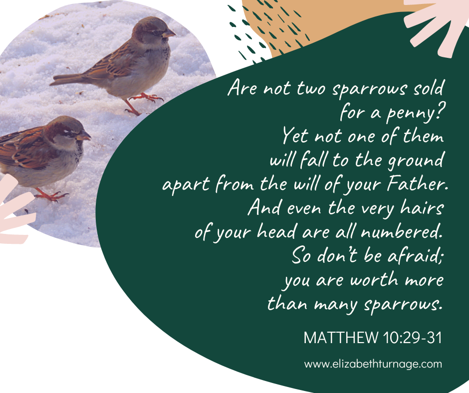 Matthew 10:29-31