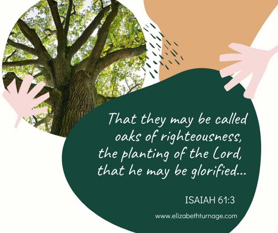 That they may be called oaks of righteousness, the planting of the Lord, that he may be glorified…Isaiah 61:3