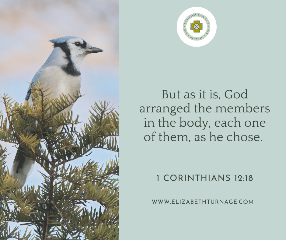 But as it is, God arranged the members in the body, each one of them, as he chose. 1 Corinthians 12:18