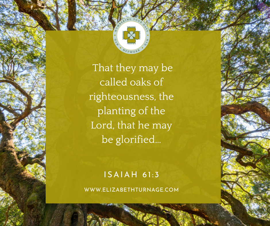 That they may be called oaks of righteousness, the planting of the Lord, that he may be glorified…Isaiah 61:3