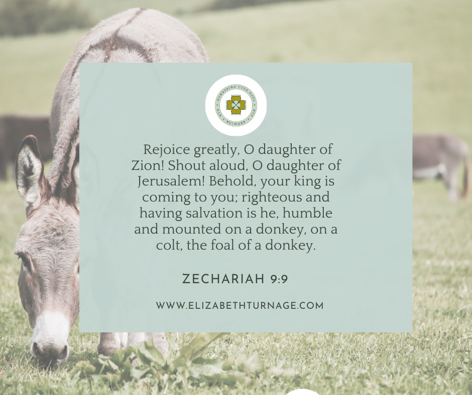 Rejoice greatly, O daughter of Zion! Shout aloud, O daughter of Jerusalem! Behold, your king is coming to you; righteous and having salvation is he, humble and mounted on a donkey, on a colt, the foal of a donkey. Zechariah 9:9