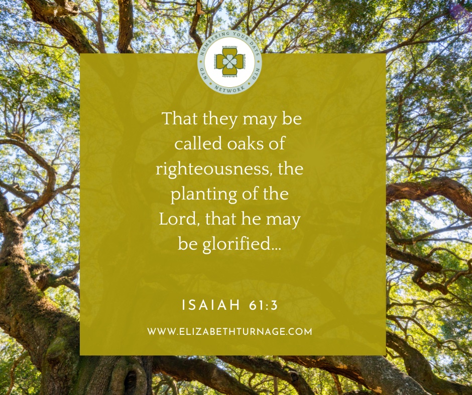 That they may be called oaks of righteousness, the planting of the Lord, that he may be glorified…Isaiah 61:3